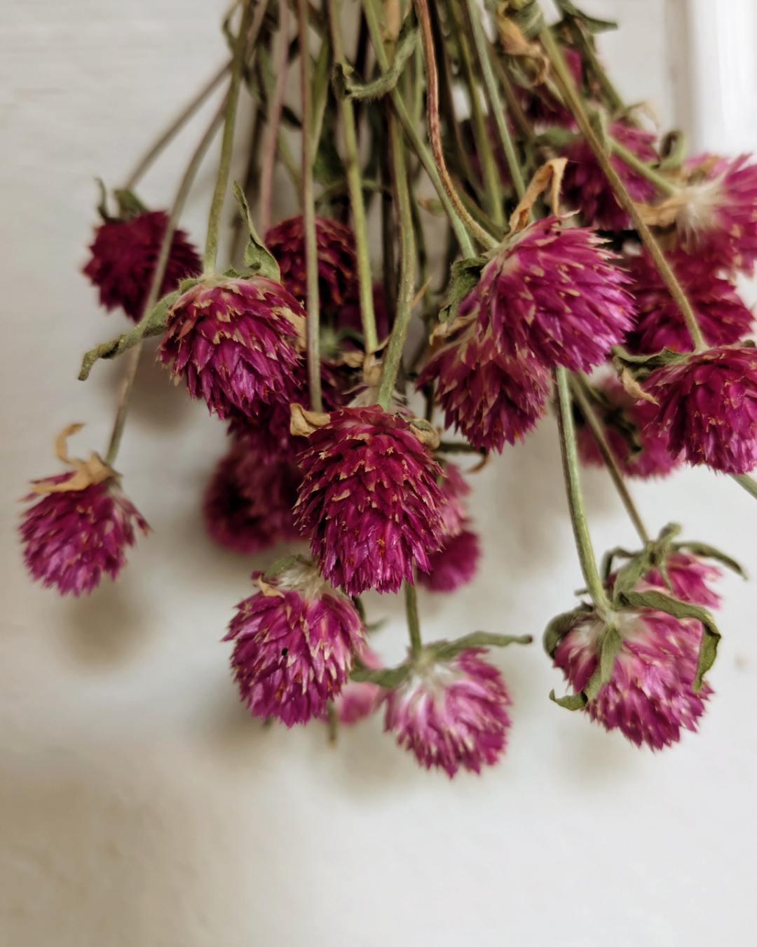 Pink Gomphrena Seeds