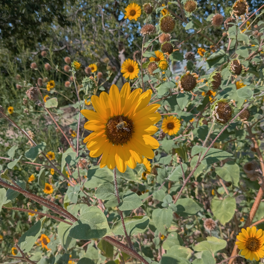 Sunflower Seeds