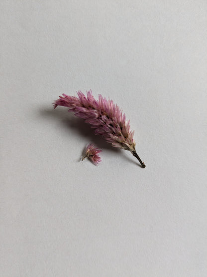 Celosia Seeds