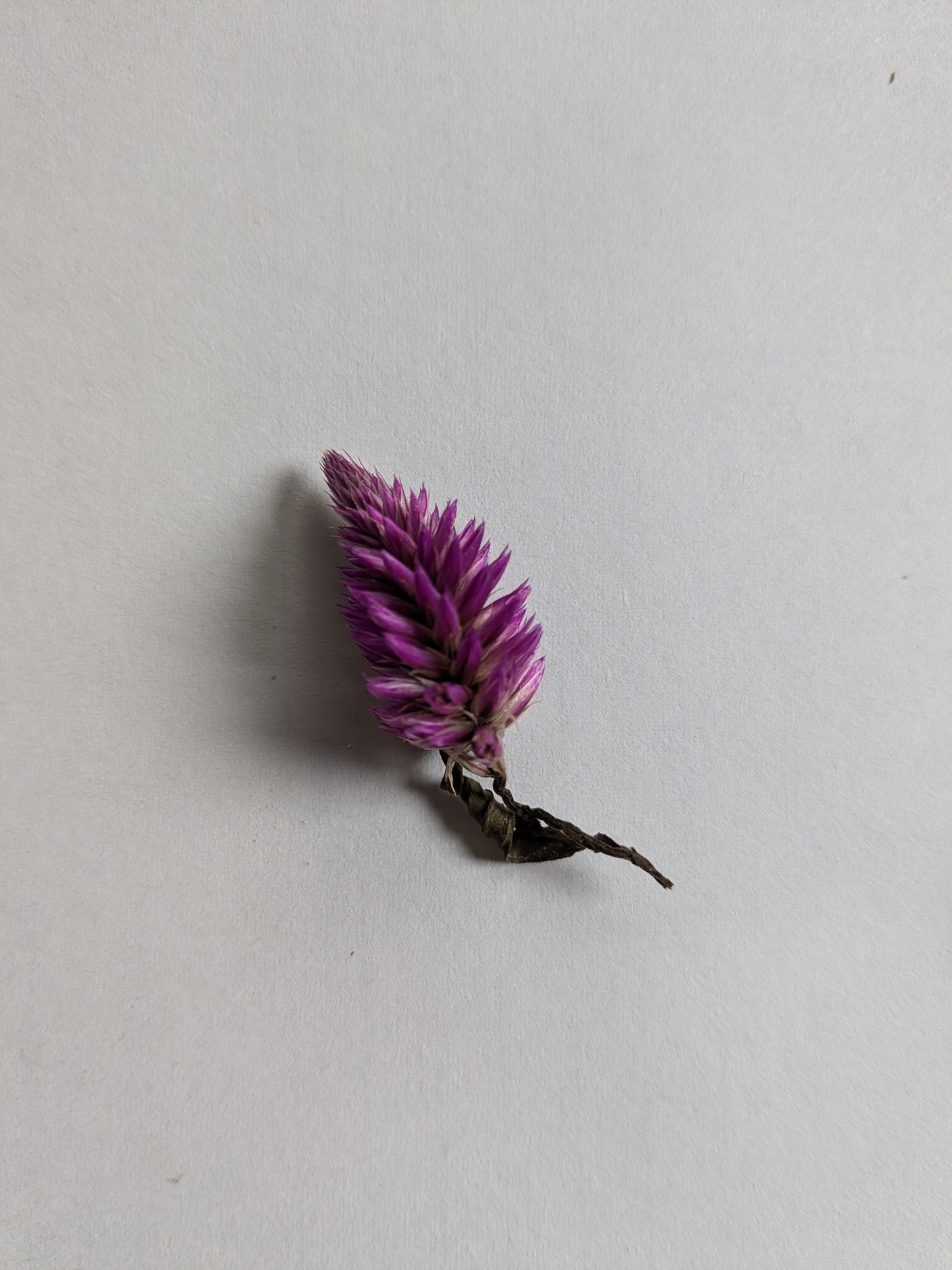 Celosia Seeds