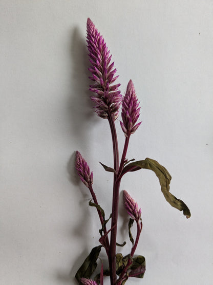 Celosia Seeds