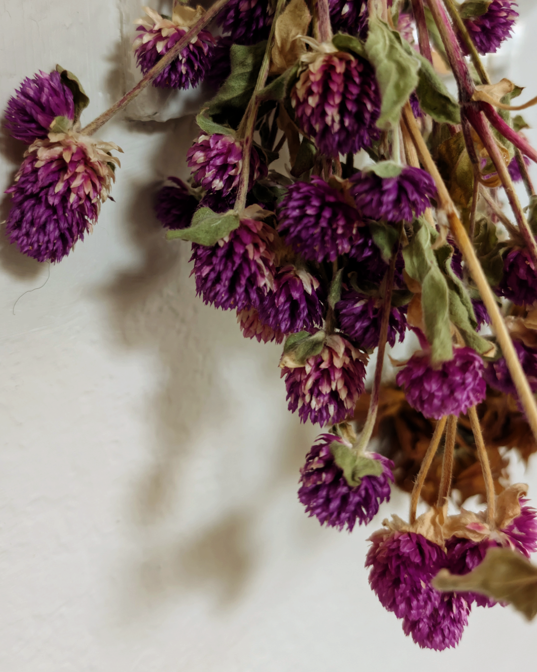 Purple Gomphrena Seeds