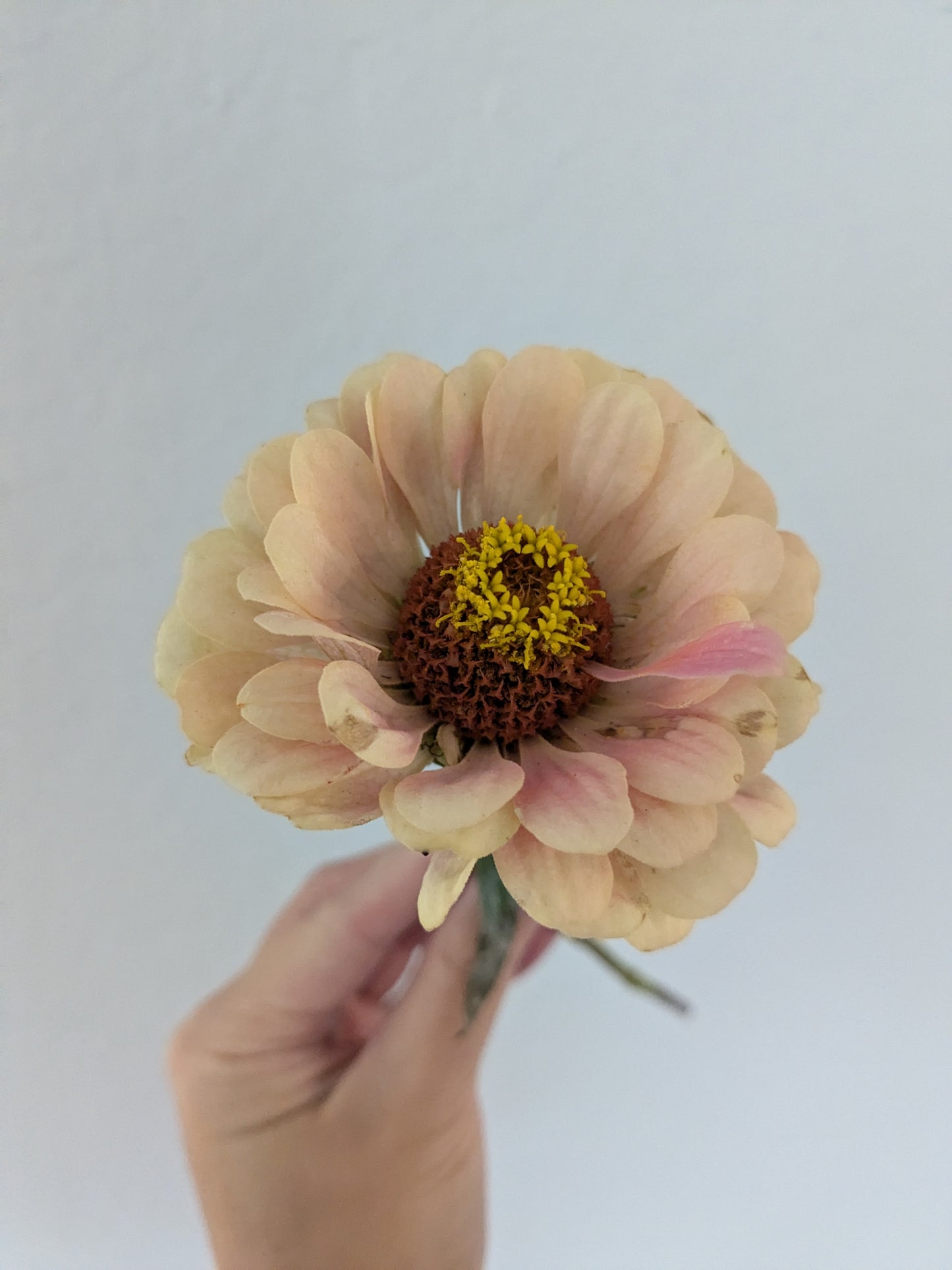 Zinnia Seeds