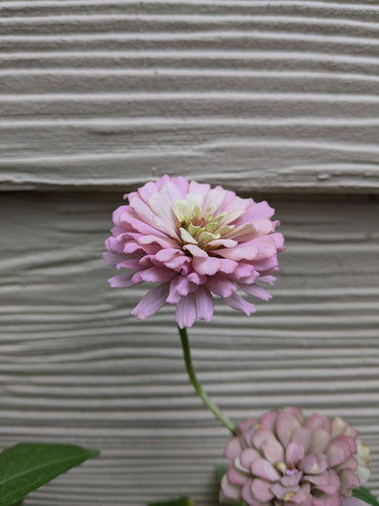 Zinnia Seeds